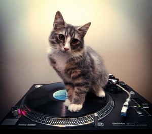 cat on turntable